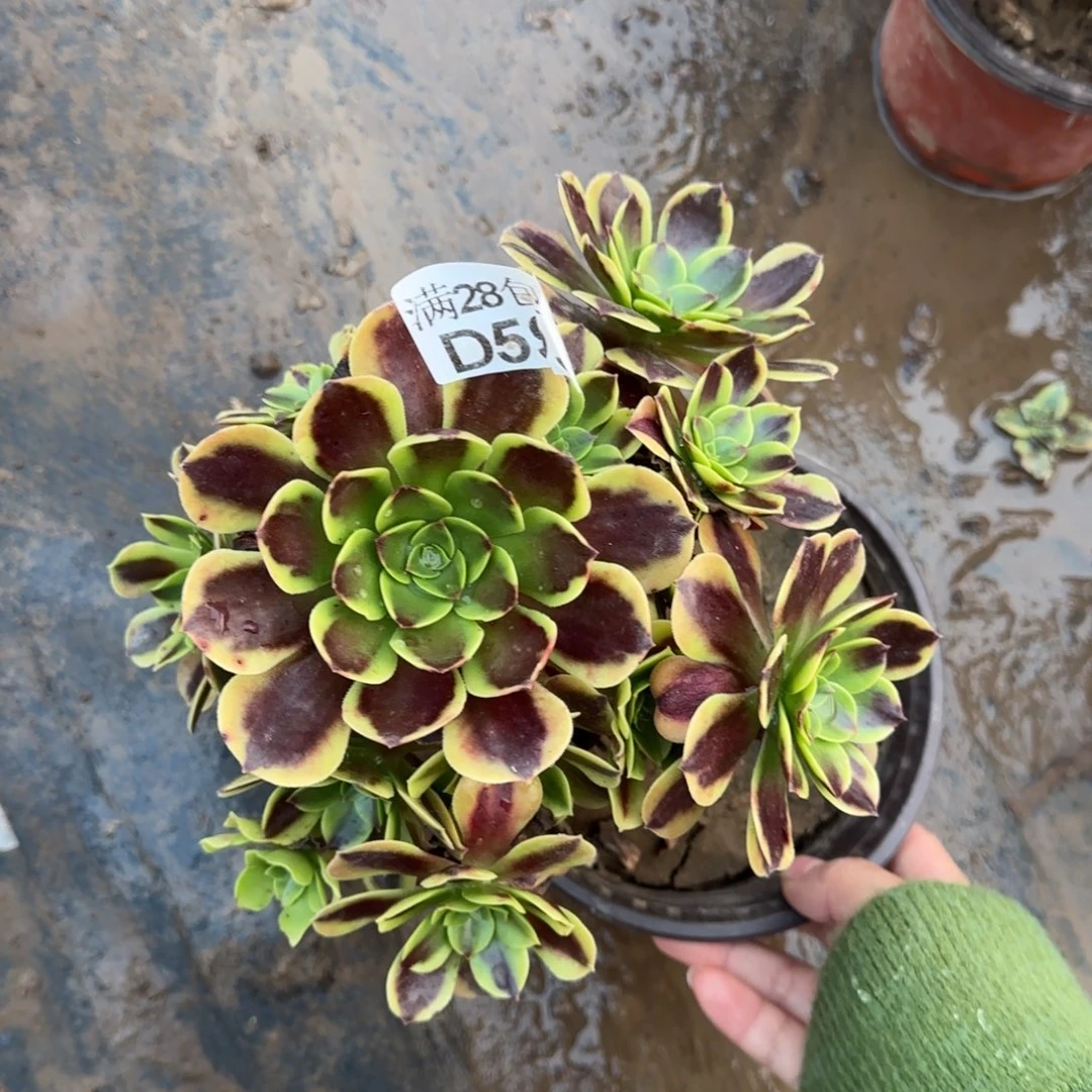 欧佳丽多肉593满28包邮断枝不包