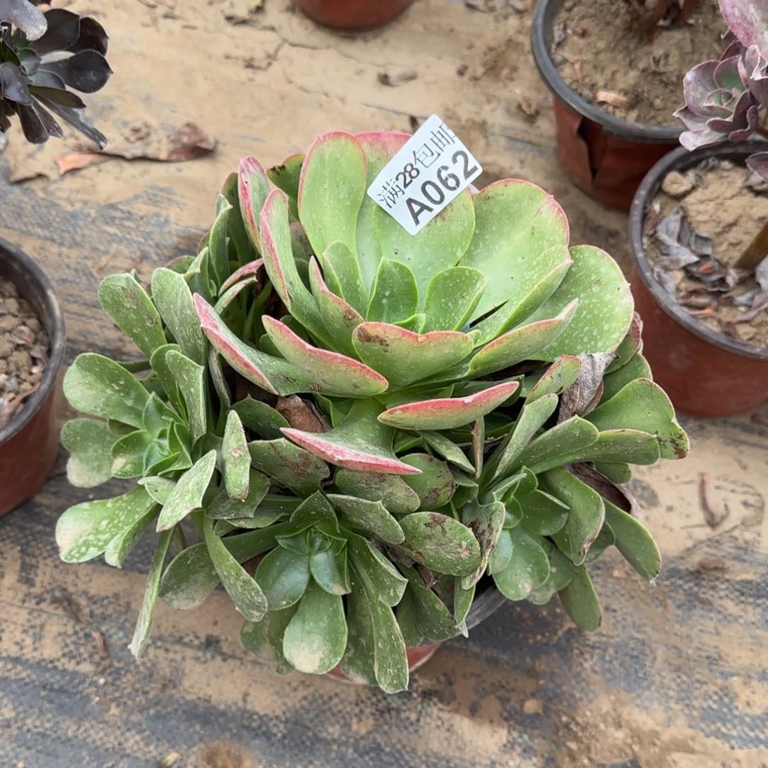 玉龙观音多肉062满28包邮断枝不包