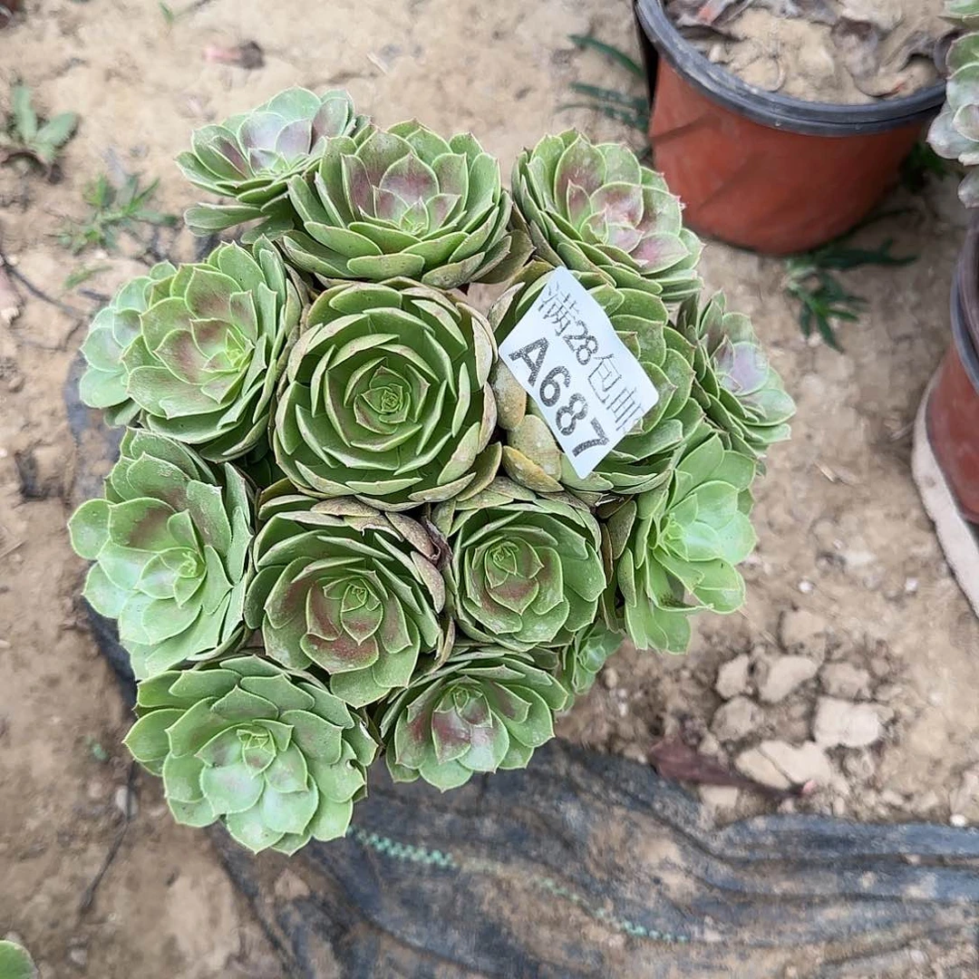 沙拉万多肉687满28包邮断枝不包