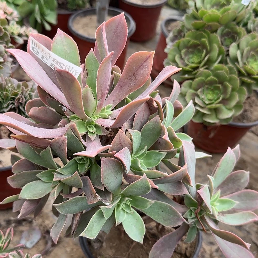 红叶多肉339满28包邮断枝不包