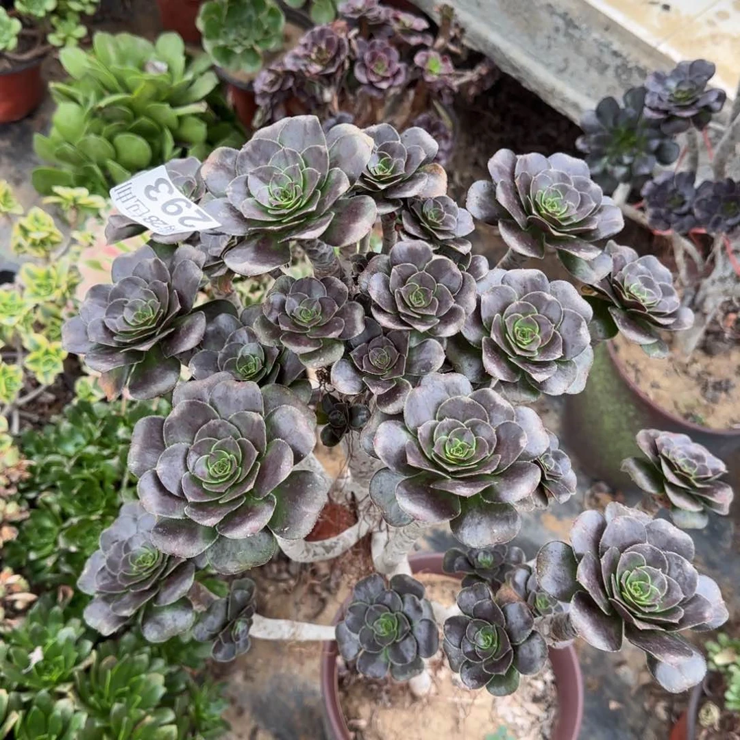 厚叶炫彩灰圆叶四年桩高度60厘米左右断枝不包