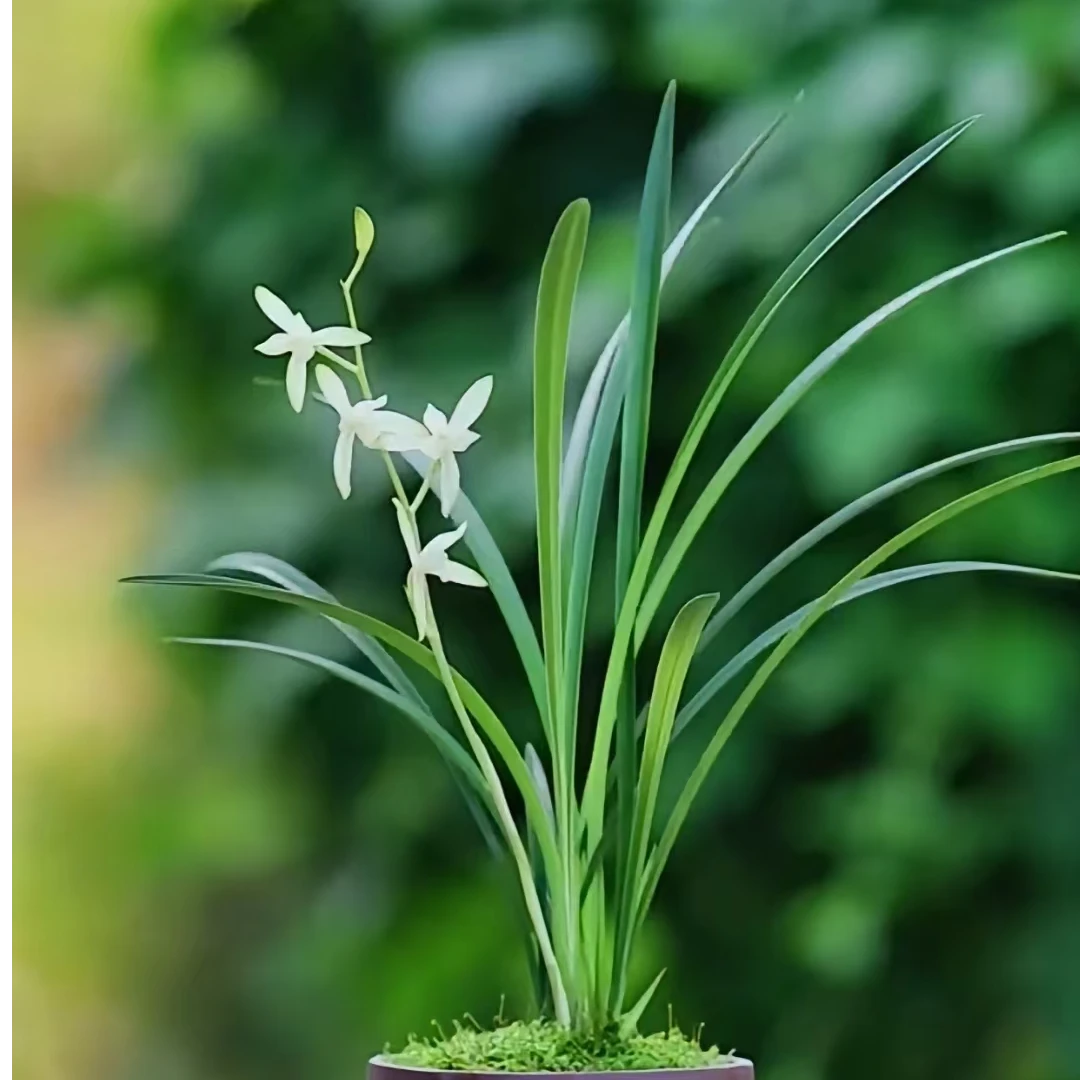 建兰 伊人幽兰 叶细 花大 灯芯敏干