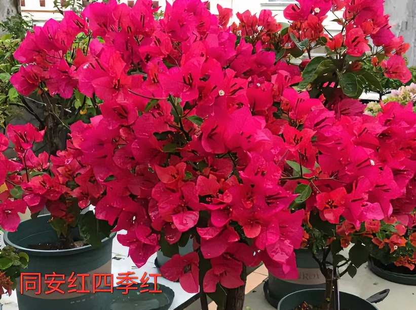 中国红国旗红同安红高杆粗杆原生棒棒糖三角梅盆栽