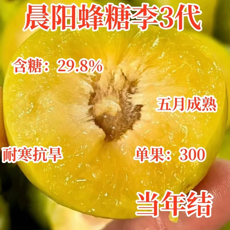 蜂糖李子苗当年结果早熟脱骨蜂糖李子树苗南北方四季种植果树果苗