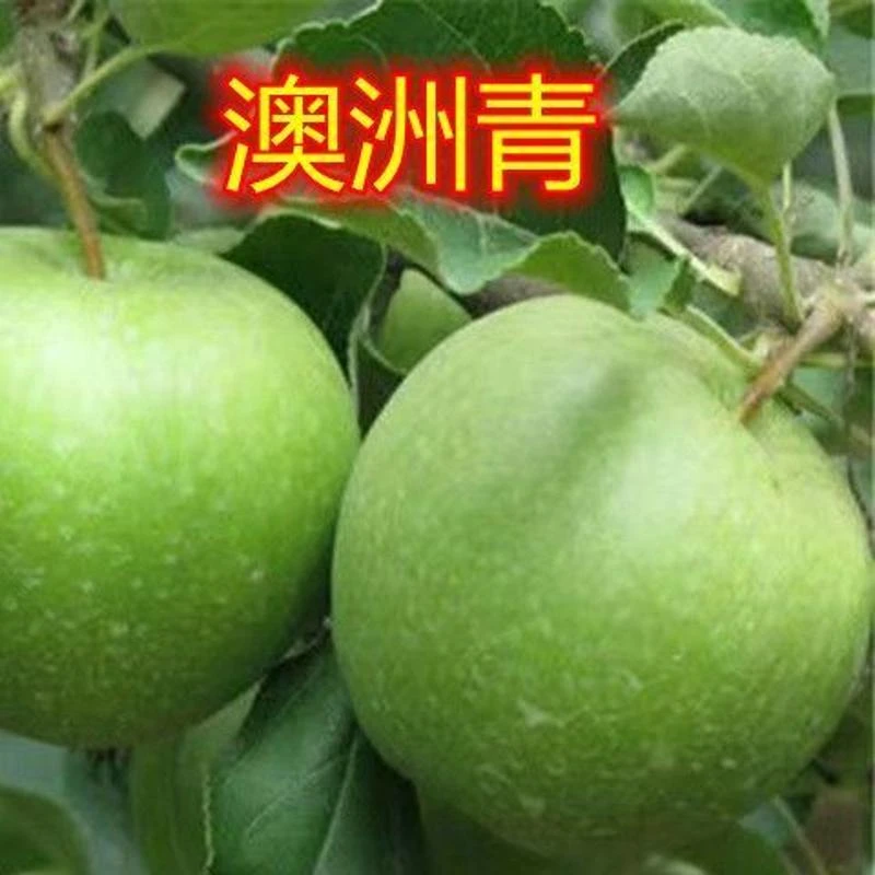 嫁接澳洲青苹果树庭院盆栽地栽南方北方种植果树苗隔年结果苹果树