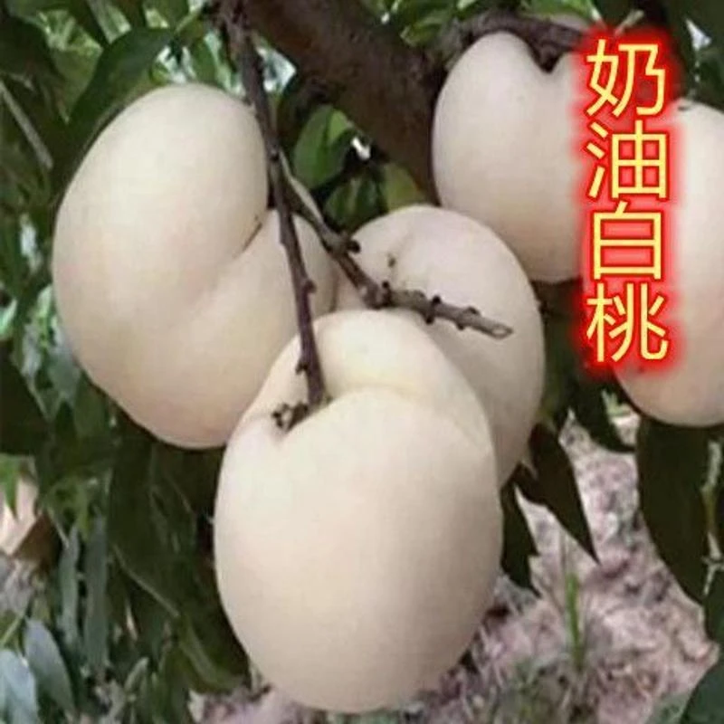 正宗嫁接奶油白桃果树苗南方北方种植庭院盆栽地栽当年结果桃树苗