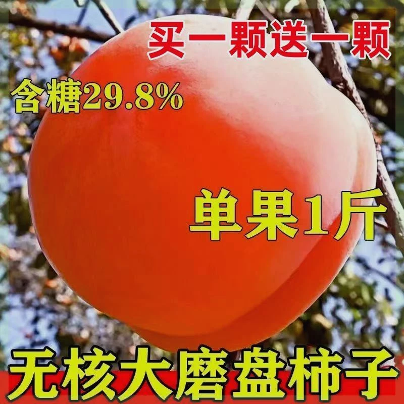 特大磨盘柿子树苗无籽中华巨柿树苗南北方种植盆栽庭院当年结果苗