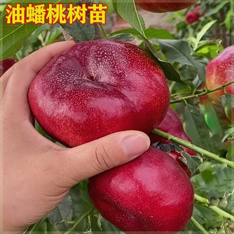 桃树苗嫁接明月油蟠桃苗红油蟠桃苗南方北方种植盆栽地栽当年结果