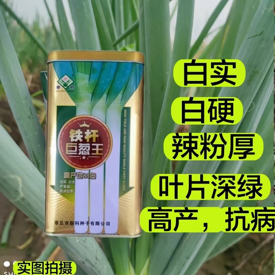 铁杆巨葱 东北安全越冬抗病高产抗倒伏叶片厚免费送栽培技术书