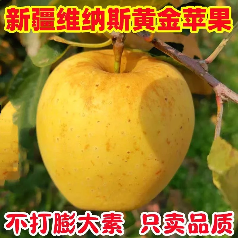 【高端苹果】阿克苏直发新疆黄金维纳斯苹果雀斑丑果脆甜多汁鲜水果