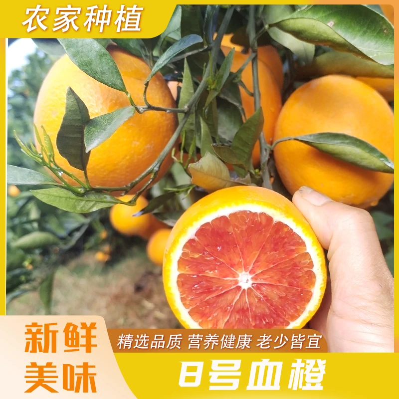 正宗四川晚熟8号血橙新鲜美味成熟饱满脆嫩多汁老少皆宜果园直发