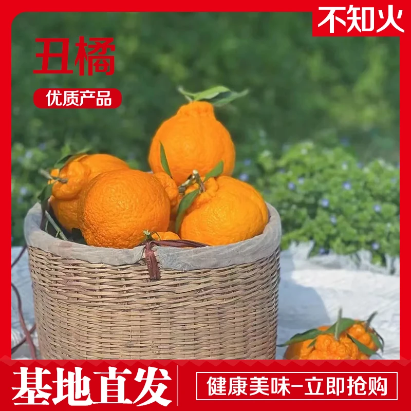 四川赤水河不知火丑橘生态基地绿色认证自然成熟新鲜采摘基地直发