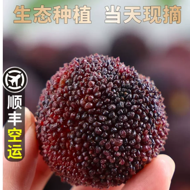 仙居杨梅鲜果东魁大杨梅颗粒当季鲜果现摘现发仙居新鲜水果1200Gg