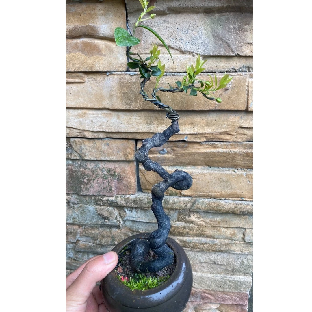 金弹子盆景素材又名瓶兰花