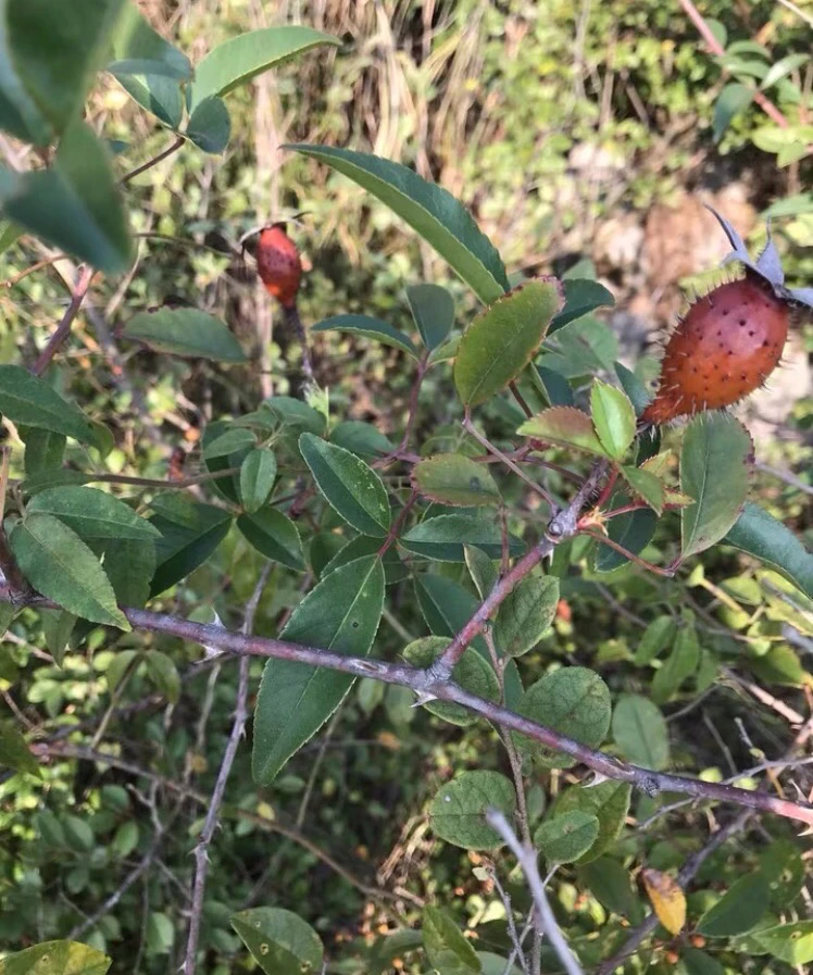 广西大山野生金樱子干货500克