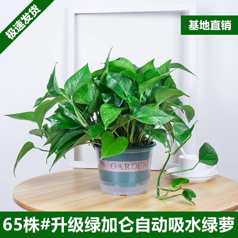 绿萝盆栽室内客厅绿植花卉净化空气绿箩植物室内吸除甲醛吊兰耐阴