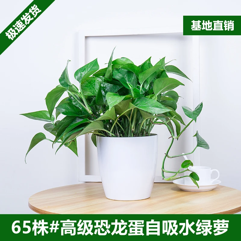 绿萝盆栽室内绿植除甲醛净化空气水培吸甲醛绿箩花卉绿植耐阴植物