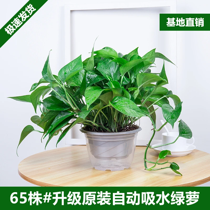 绿萝盆栽室内植物水培绿植净化空气花卉客厅基地大叶长藤绿箩耐阴