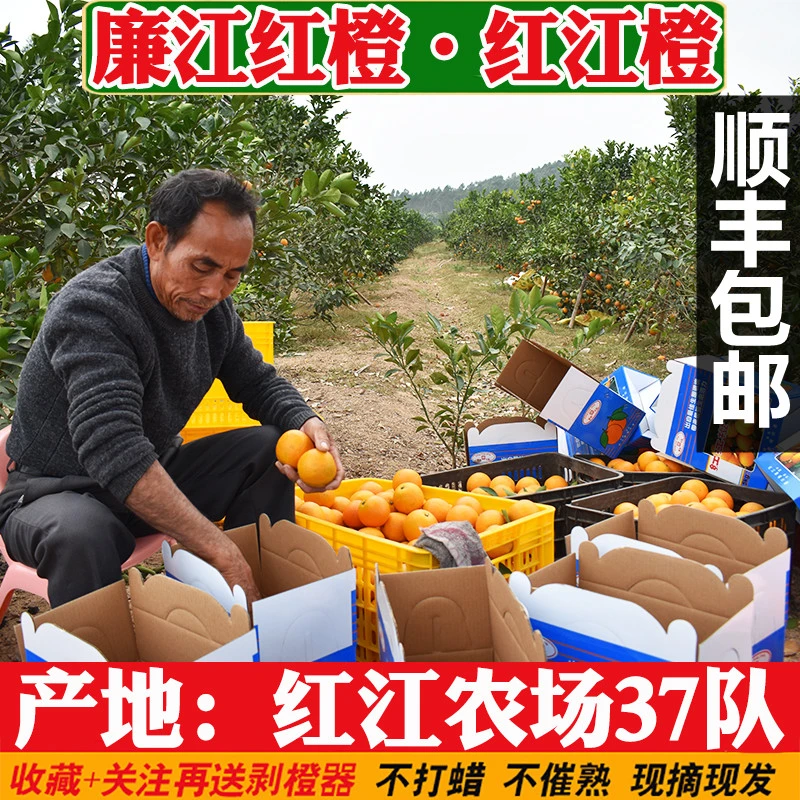 老树中果廉江红橙农场正宗红江橙5-10斤装当季新鲜水果薄皮甜橙子