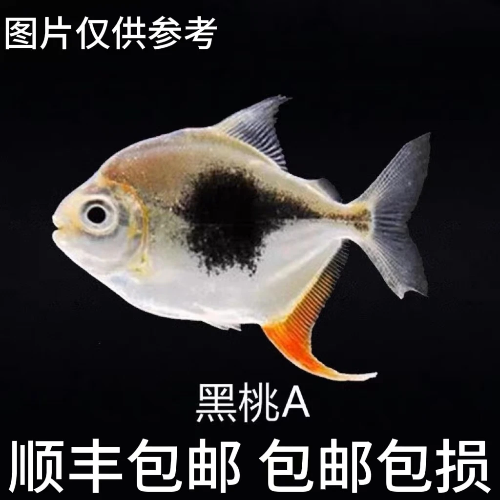 粗线银版鱼中层热带观赏鱼虎纹豹点黑桃A银版鱼活体群游龙鱼配鱼