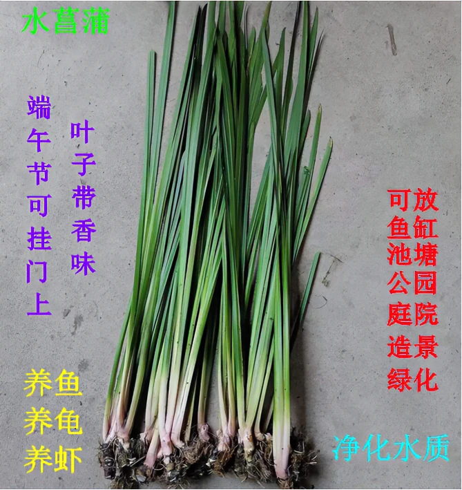 广西发货野生水菖蒲苗室外水生水培绿植香菖蒲苗净化水质黄菖蒲苗