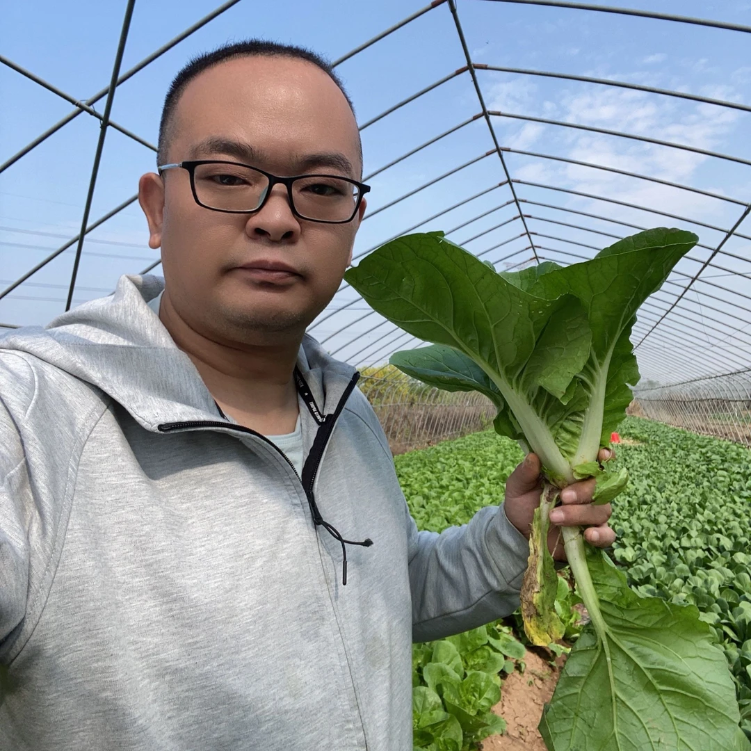 苏州青白菜娃娃菜农家种植小青菜白菜蔬菜现摘现发