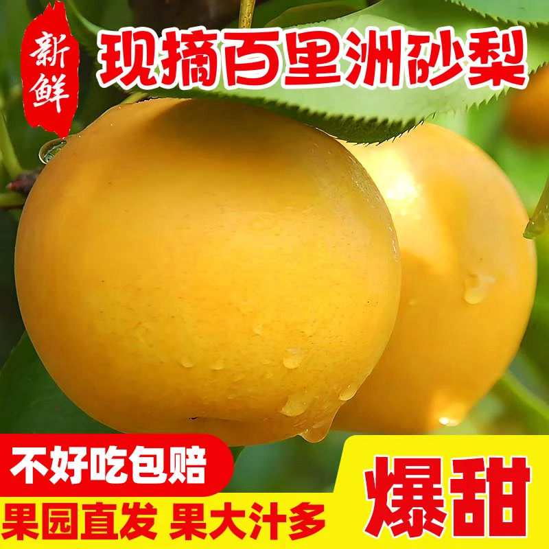 百里洲砂梨当季新鲜水果翠冠梨黄花梨子秋月梨正宗5斤脆冠梨礼盒