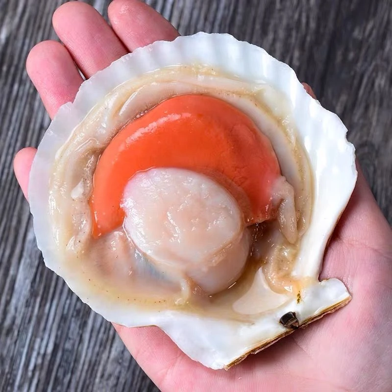 深海大个扇贝/ 鲜美保肥海产品不保活500g顺丰东三省包邮现场称重
