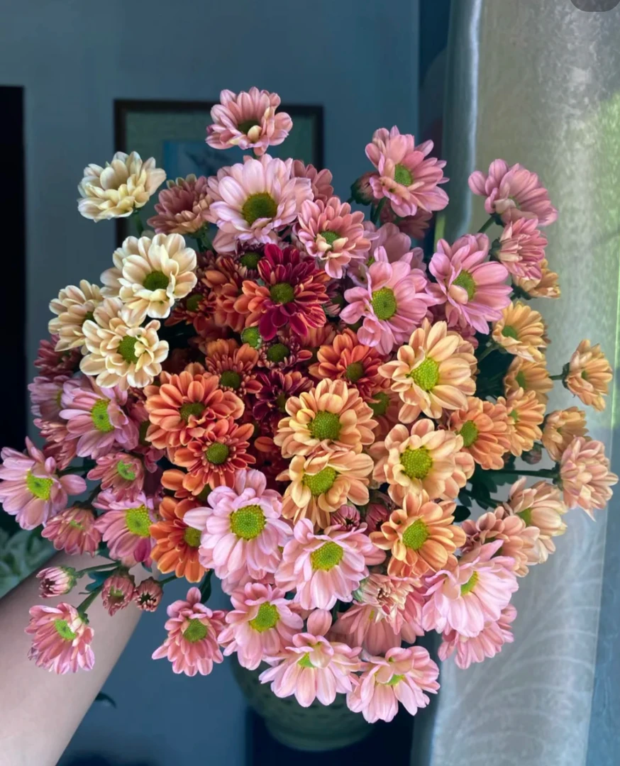 配色小菊，满两单包邮《拍下注明颜色，不注明颜色随机》冬季拍保温棉