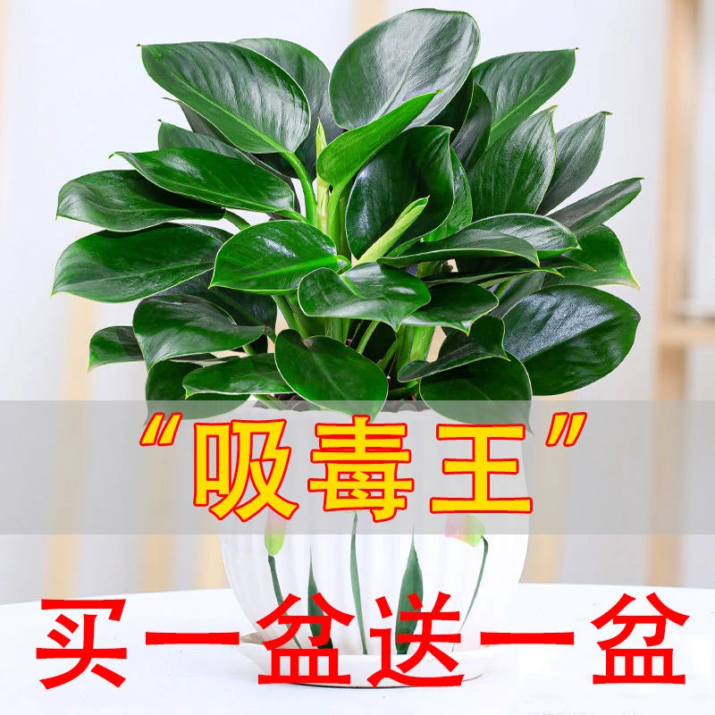 金钻绿公主大叶盆栽室内绿植绿萝陶瓷吸水盆花卉客厅好养活植物