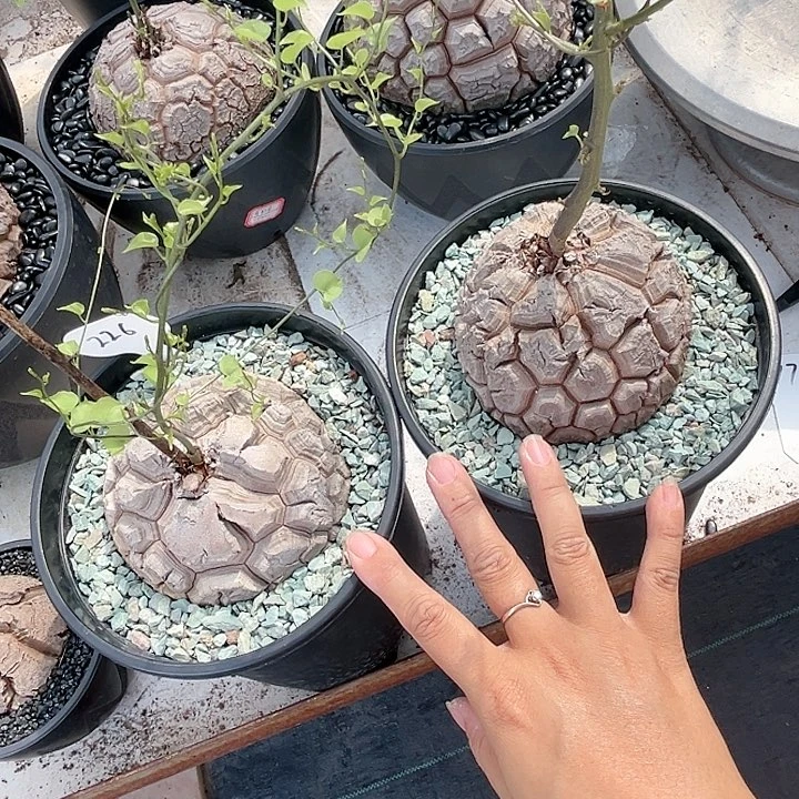 戰*226龟两111111111111