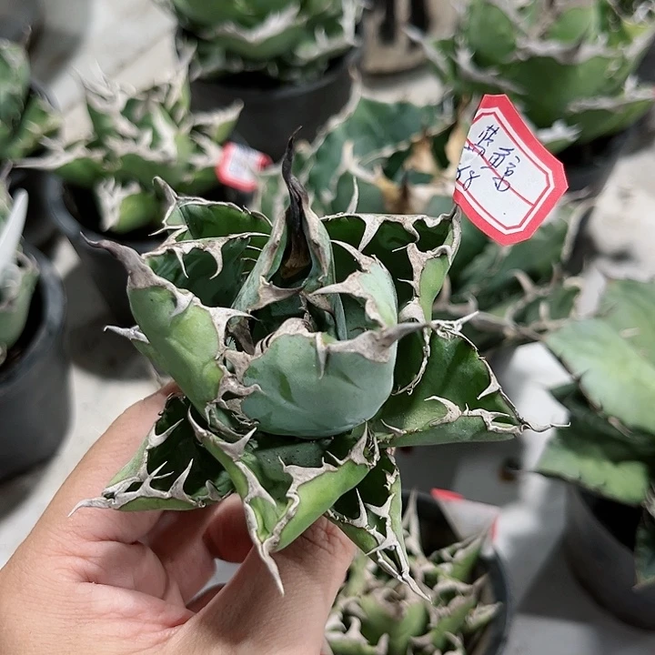 50蓝鲸11111111111