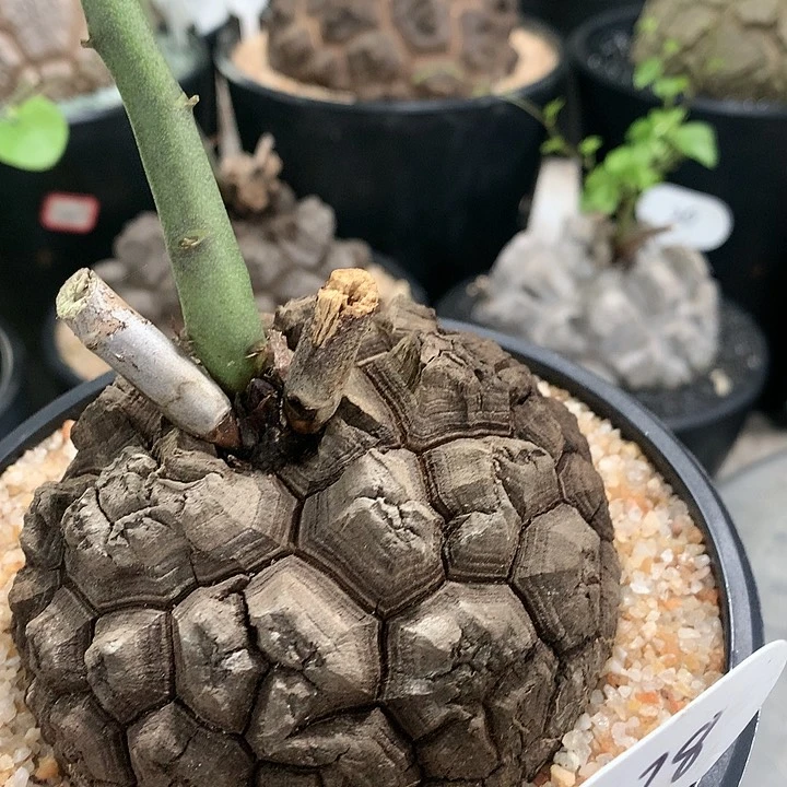 N*178黑龟1111111111111111