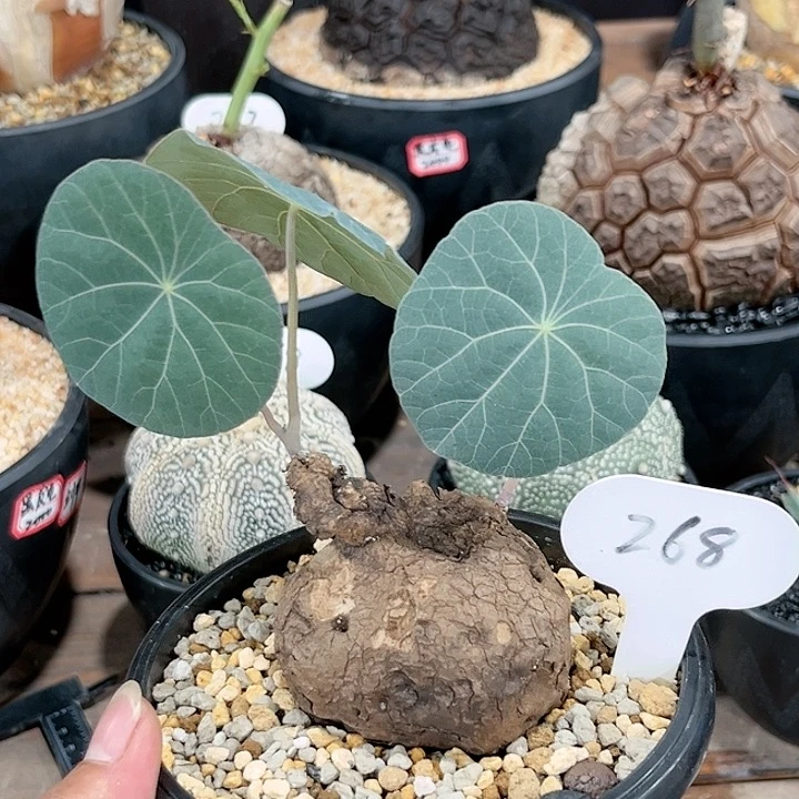 268一叶龟88888888