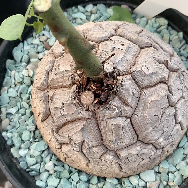 46龟10.7厘米11111111111