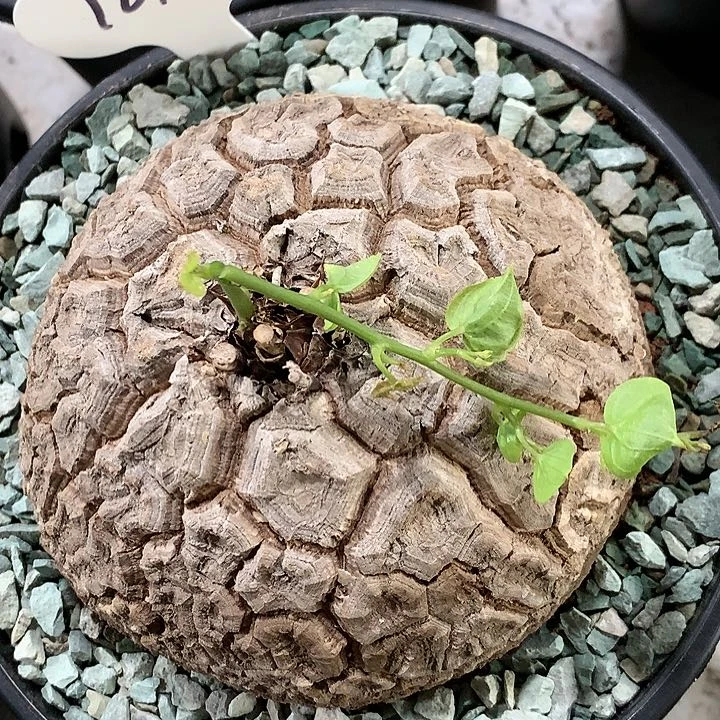 161潜力龟11厘米11111111444