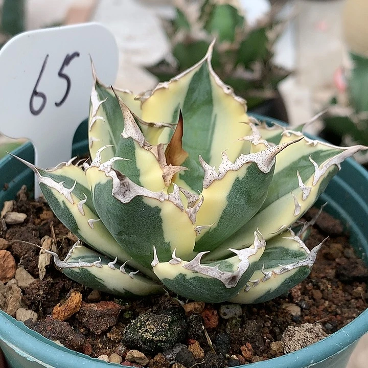 65龅芽锦111111111