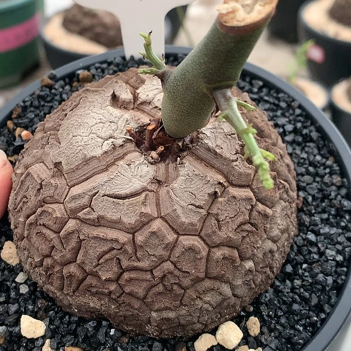 94龟，8.7公分11111111111111