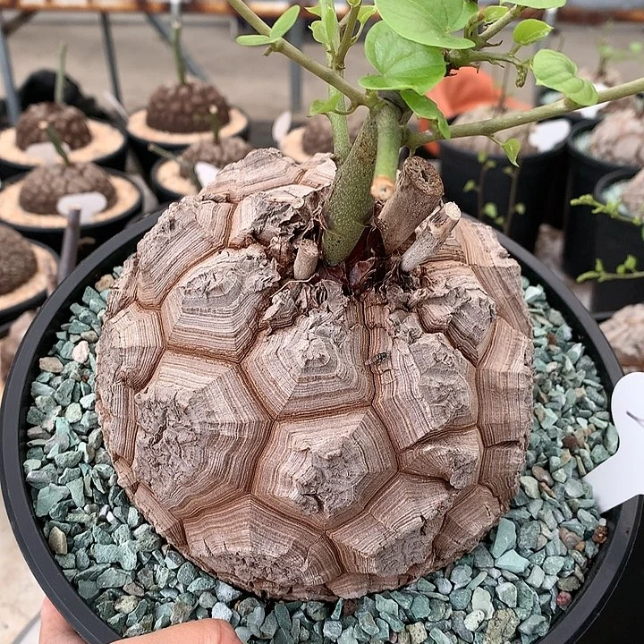 迷***，263大龟1111111111121