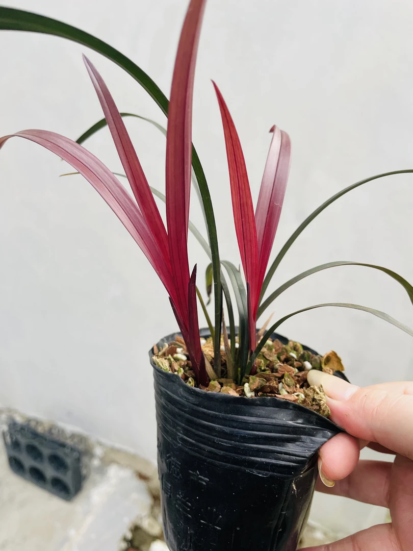 建兰红草红荷，裸根发货