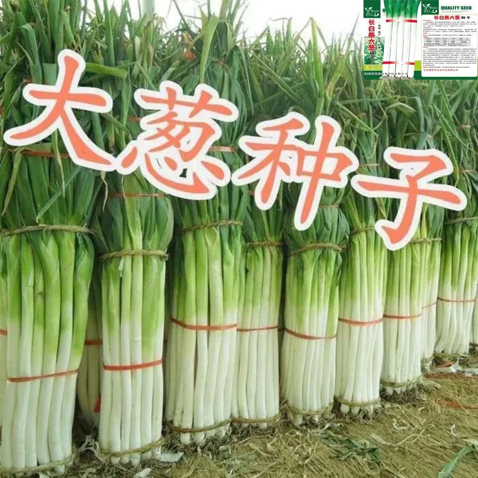 【5天出芽】章丘铁杆大葱种子高产耐寒蔬菜种子山东四季春蔬菜种子