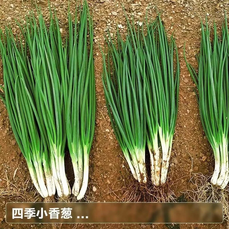 新种上市】当季种四季小香葱易养多次收割葱庭院阳台室内盆栽特香