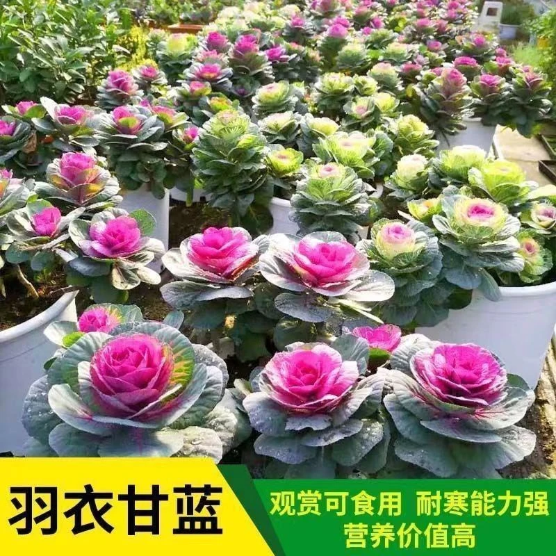 新种上市】新型进口混色羽衣甘蓝种子食用观赏耐热耐寒园林盆栽四