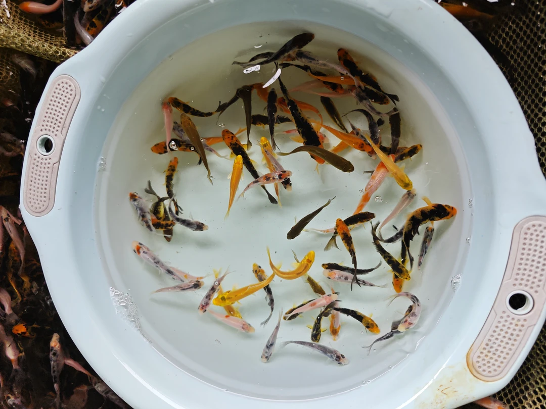 血统锦鲤鱼苗6公分左右随机40条