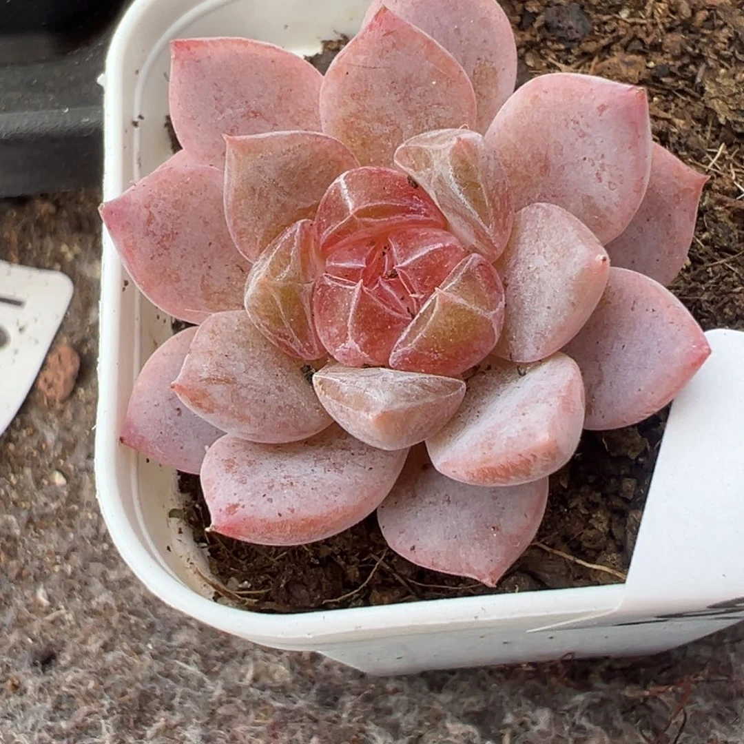 哈哈哈哈哈30-053