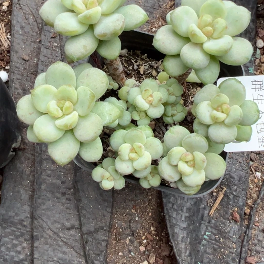 哈哈哈哈哈18-116