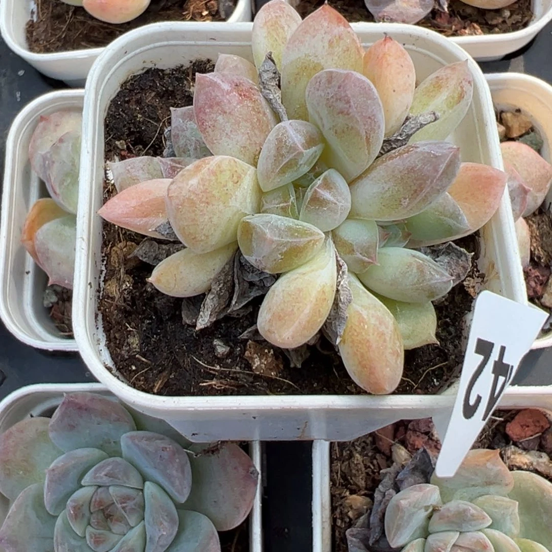 哈哈哈哈哈26-042