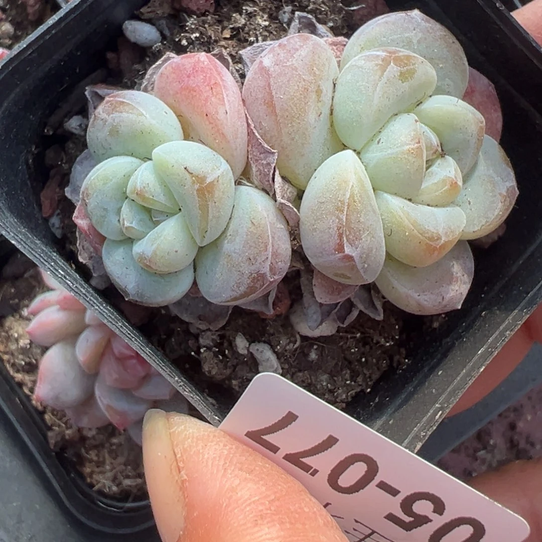 哈哈哈哈哈5-077