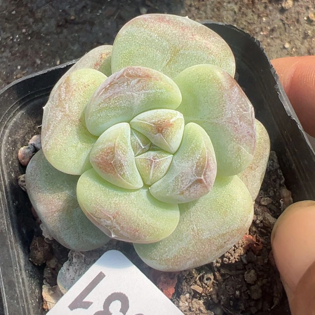 哈哈哈哈哈25-031