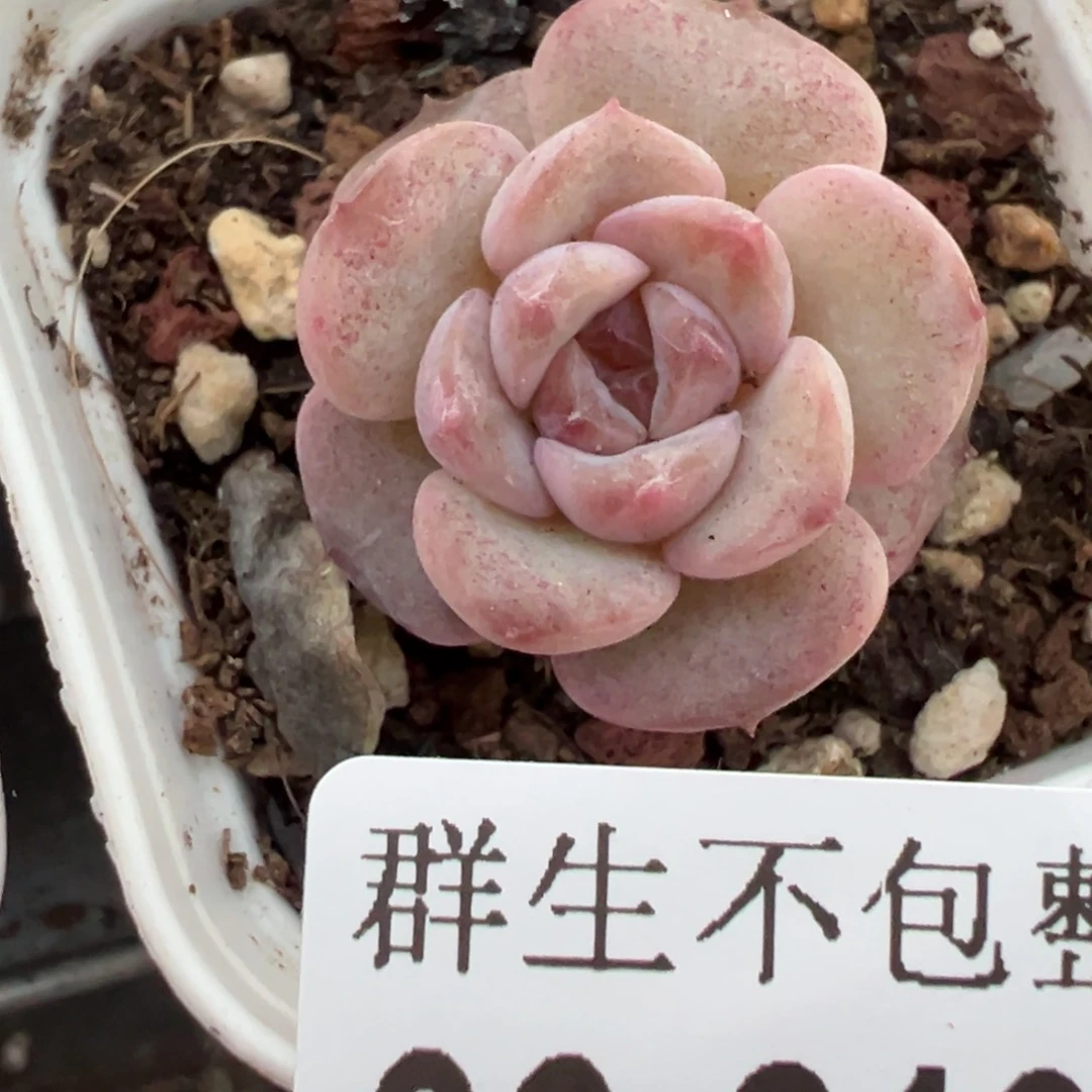 哈哈哈哈哈6-219